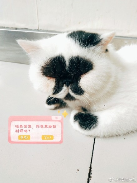 萌宠喵星人图片_异短加菲猫咪图片