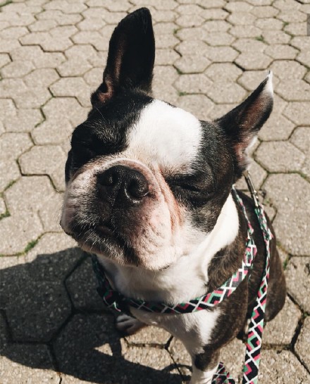 丑萌丑萌的斗牛犬与刺猬的头像壁纸背景图