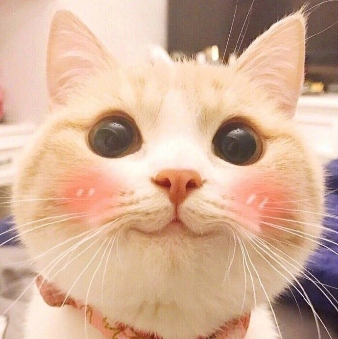 我是一只呆萌的橘猫图片_萌宠猫咪图片