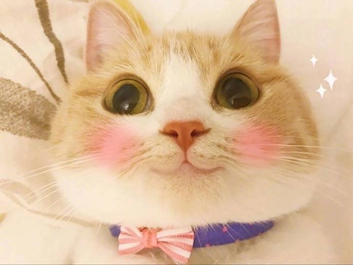我是一只呆萌的橘猫图片_萌宠猫咪图片