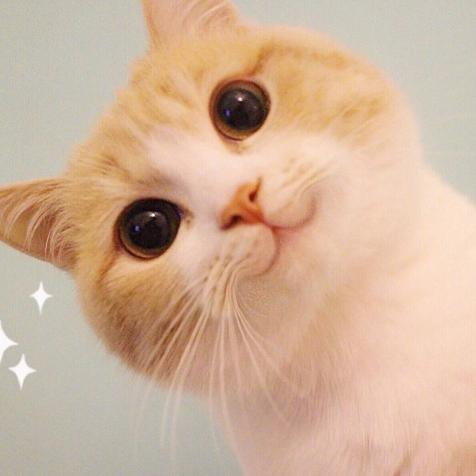 我是一只呆萌的橘猫图片_萌宠猫咪图片