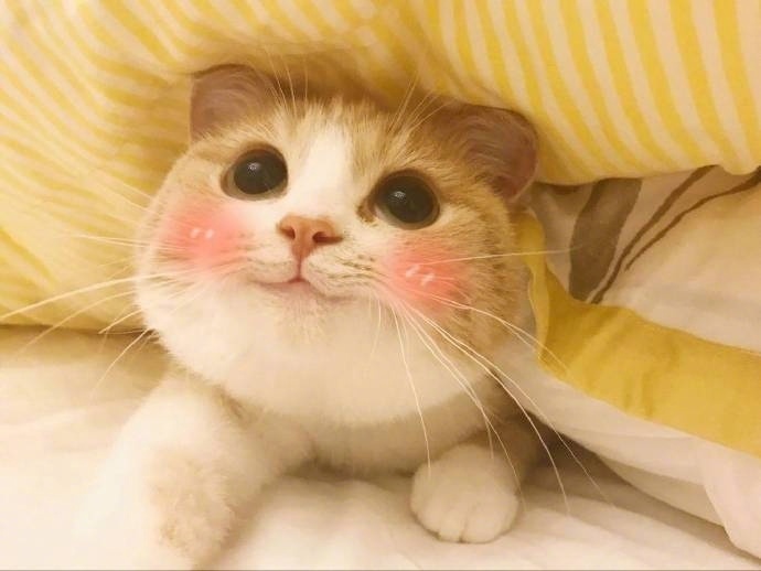 我是一只呆萌的橘猫图片_萌宠猫咪图片