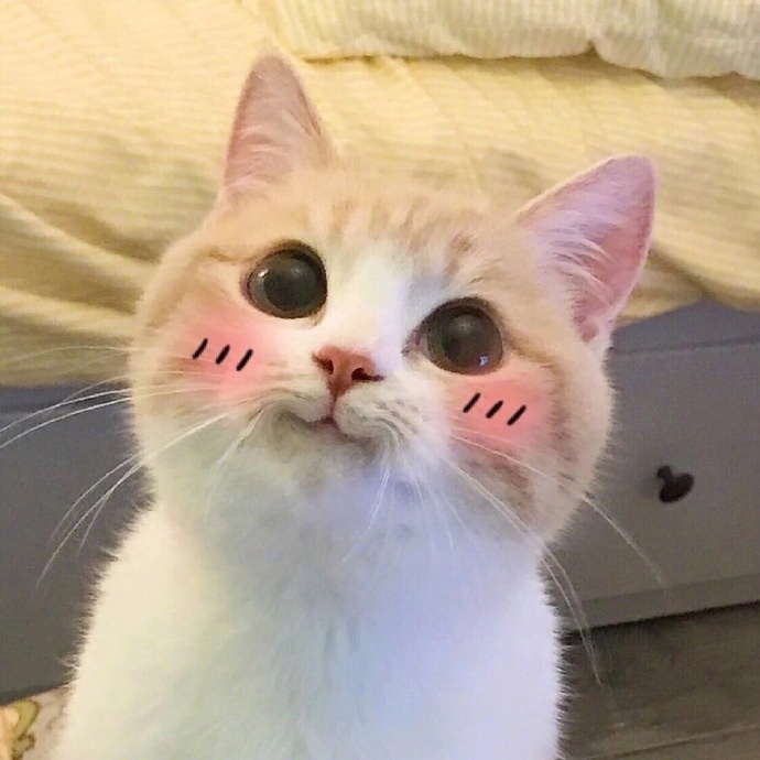 我是一只呆萌的橘猫图片_萌宠猫咪图片
