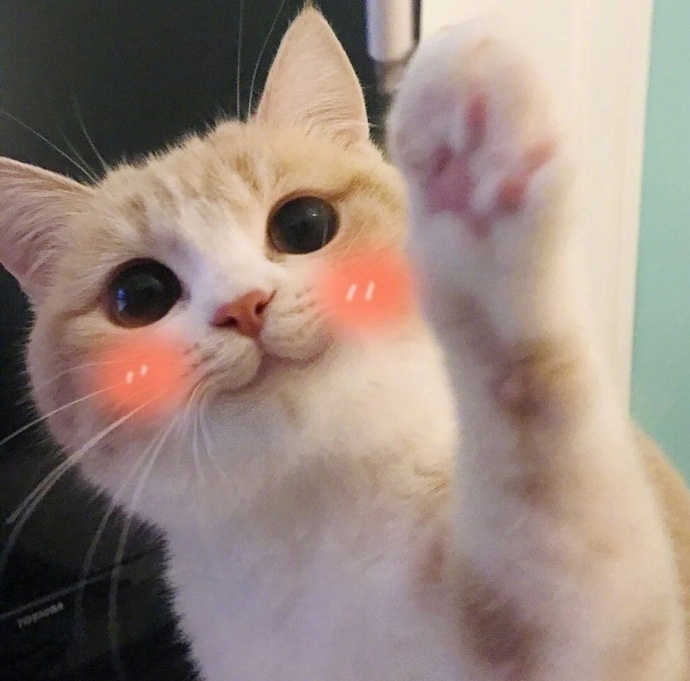 我是一只呆萌的橘猫图片_萌宠猫咪图片