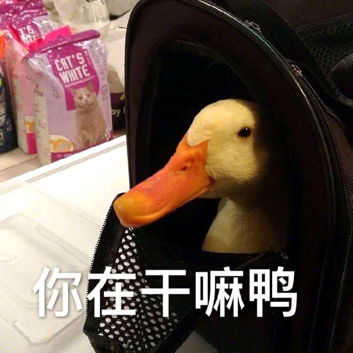 萌萌哒小鸭子表情包比心_开心鸭图片