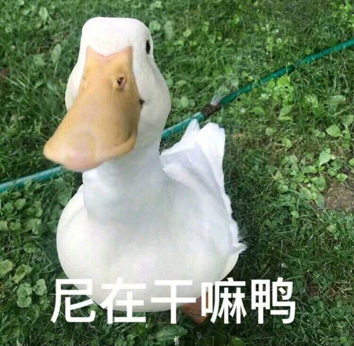 萌萌哒小鸭子表情包比心_开心鸭图片