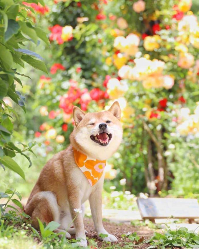 萌宠狗狗图片_小柴犬与向日葵愿你每天都能开心