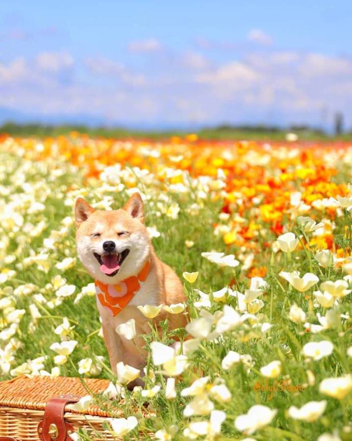 萌宠狗狗图片_小柴犬与向日葵愿你每天都能开心