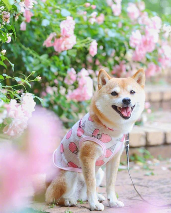 萌宠狗狗图片_小柴犬与向日葵愿你每天都能开心