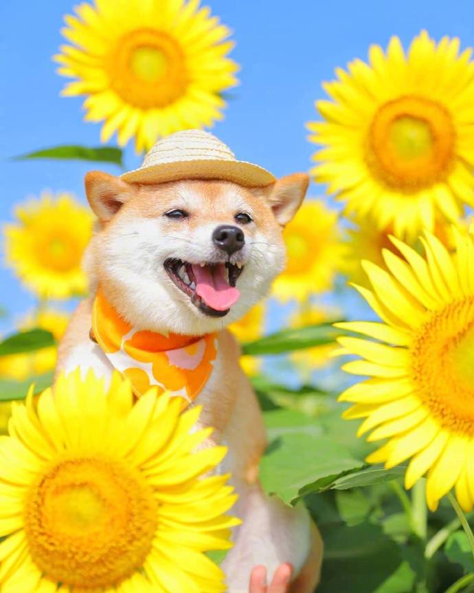 萌宠狗狗图片_小柴犬与向日葵愿你每天都能开心