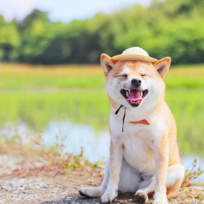萌宠狗狗图片_小柴犬与向日葵愿你每天都能开心
