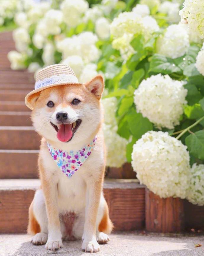 萌宠狗狗图片_小柴犬与向日葵愿你每天都能开心