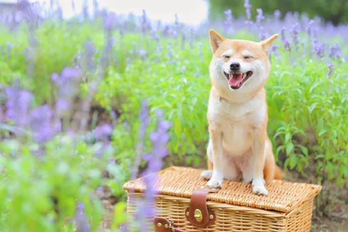 萌宠狗狗图片_小柴犬与向日葵愿你每天都能开心