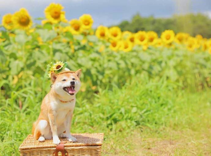 萌宠狗狗图片_小柴犬与向日葵愿你每天都能开心