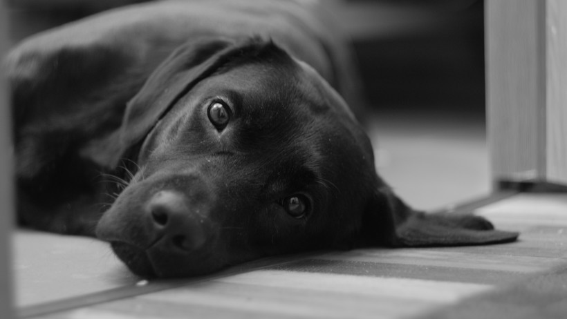 黑色拉布拉多图片_黑色纯种拉布拉多犬美图