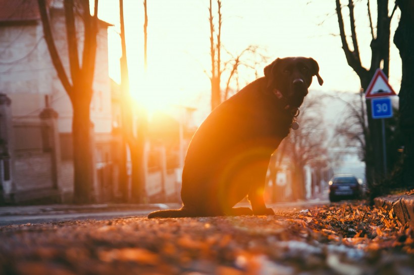 黑色拉布拉多图片_黑色纯种拉布拉多犬美图