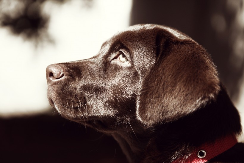 黑色拉布拉多图片_黑色纯种拉布拉多犬美图