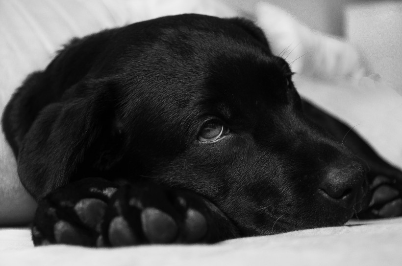 黑色拉布拉多图片_黑色纯种拉布拉多犬美图
