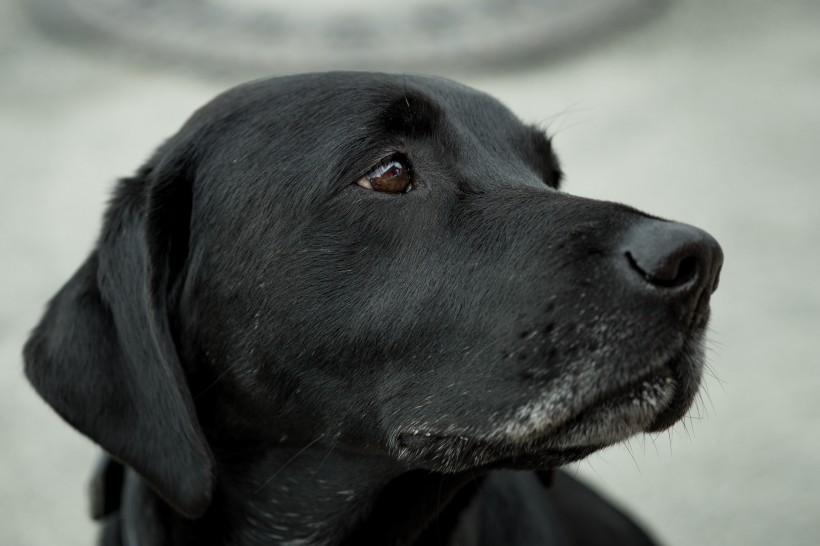 黑色拉布拉多图片_黑色纯种拉布拉多犬美图