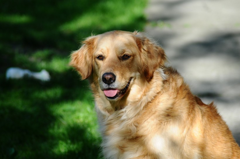 萌宠金毛狗图片_宠物狗金毛犬图片