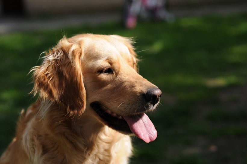 萌宠金毛狗图片_宠物狗金毛犬图片