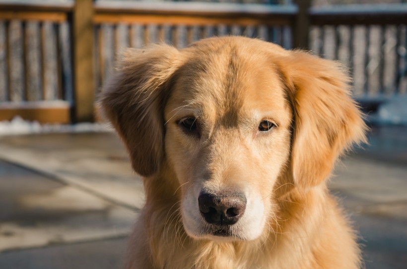 萌宠金毛狗图片_宠物狗金毛犬图片