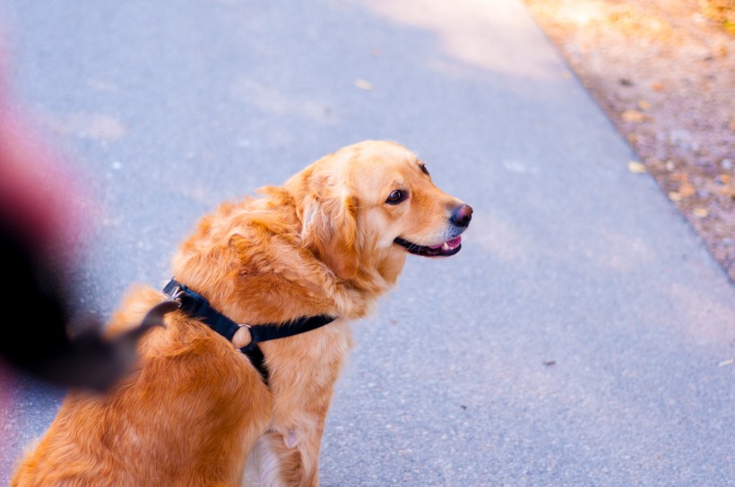 萌宠金毛狗图片_宠物狗金毛犬图片
