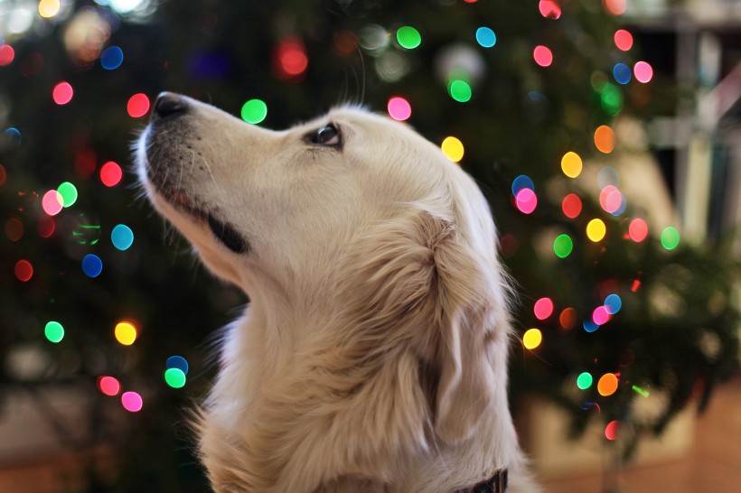 萌宠金毛狗图片_宠物狗金毛犬图片