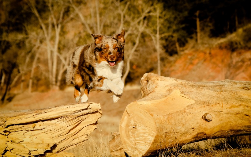萌宠狗狗图片_澳洲牧羊犬图片