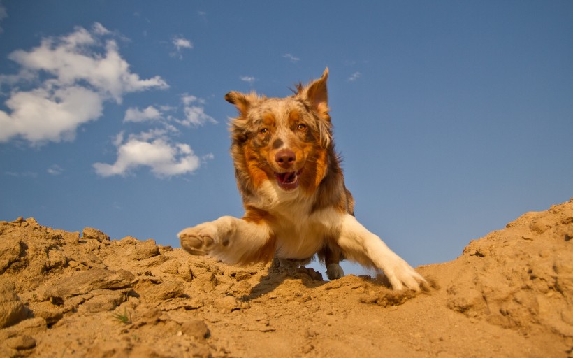 萌宠狗狗图片_澳洲牧羊犬图片