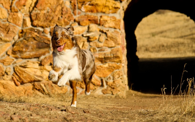 萌宠狗狗图片_澳洲牧羊犬图片
