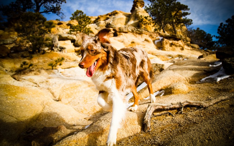 萌宠狗狗图片_澳洲牧羊犬图片