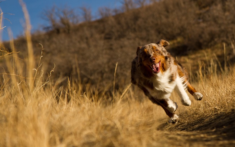 萌宠狗狗图片_澳洲牧羊犬图片