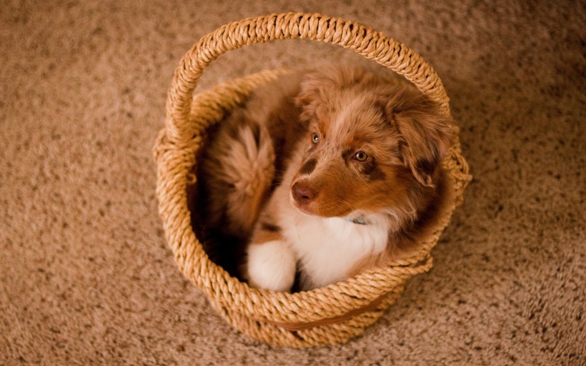 萌宠狗狗图片_澳洲牧羊犬图片
