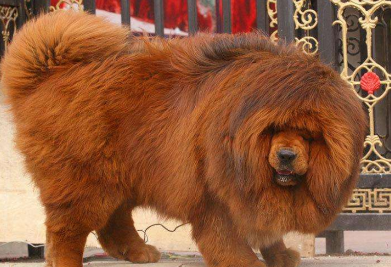 纯种藏獒图片大全_萌宠狗藏獒犬图片