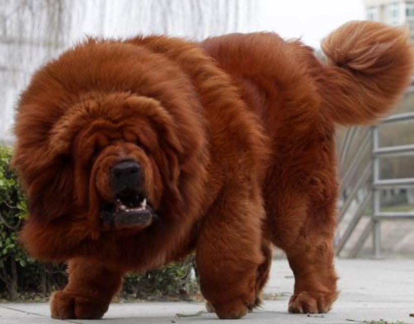 纯种藏獒图片大全_萌宠狗藏獒犬图片