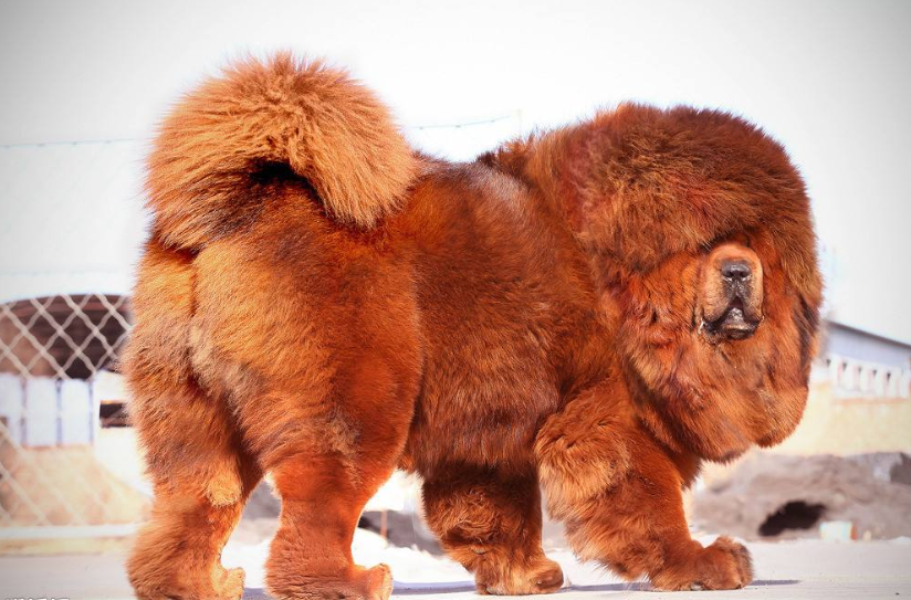 纯种藏獒图片大全_萌宠狗藏獒犬图片
