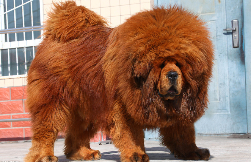 纯种藏獒图片大全_萌宠狗藏獒犬图片