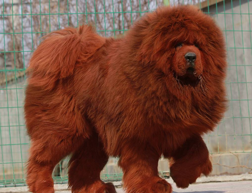 纯种藏獒图片大全_萌宠狗藏獒犬图片