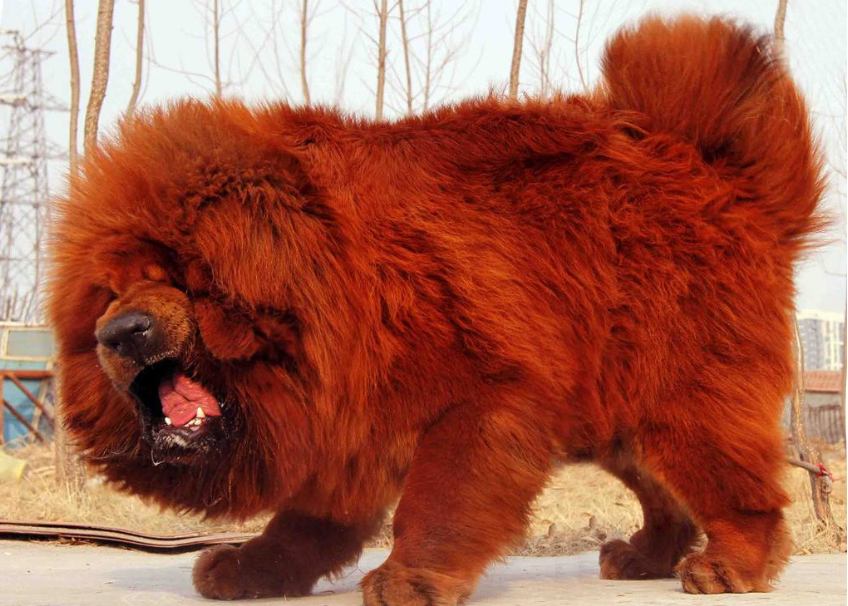纯种藏獒图片大全_萌宠狗藏獒犬图片