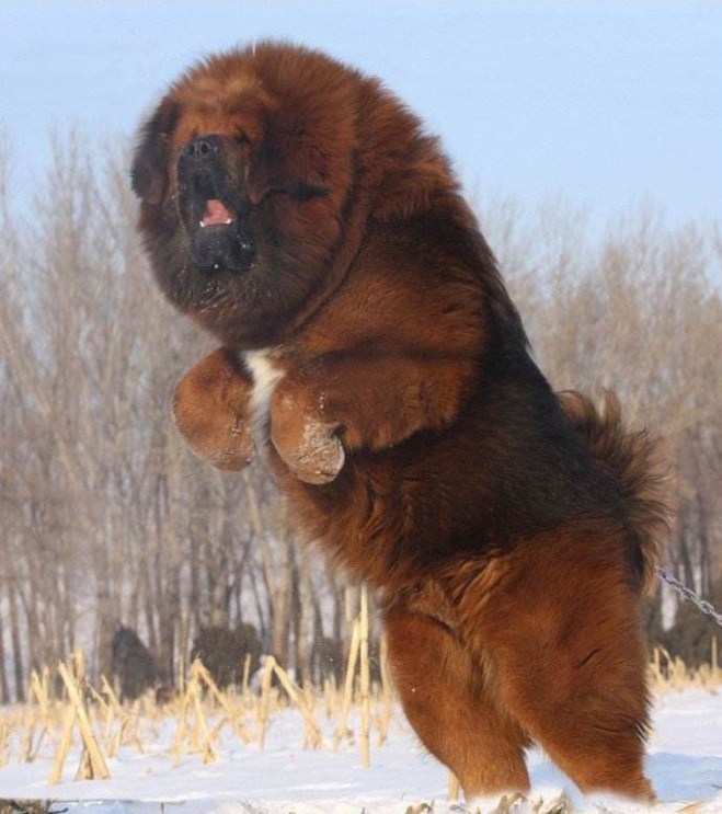 纯种藏獒图片大全_萌宠狗藏獒犬图片