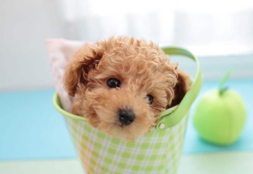 迷你贵宾犬图片_宠物贵宾狗图片