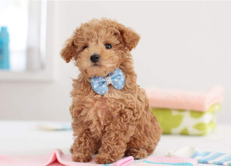 迷你贵宾犬图片_宠物贵宾狗图片