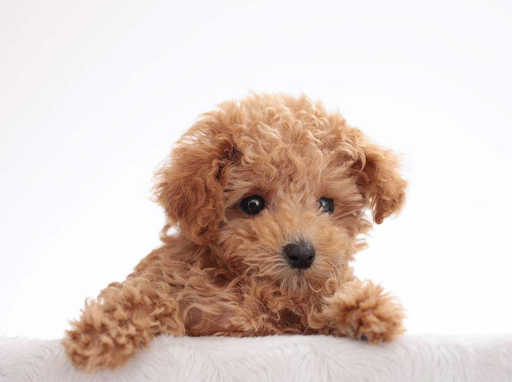 迷你贵宾犬图片_宠物贵宾狗图片