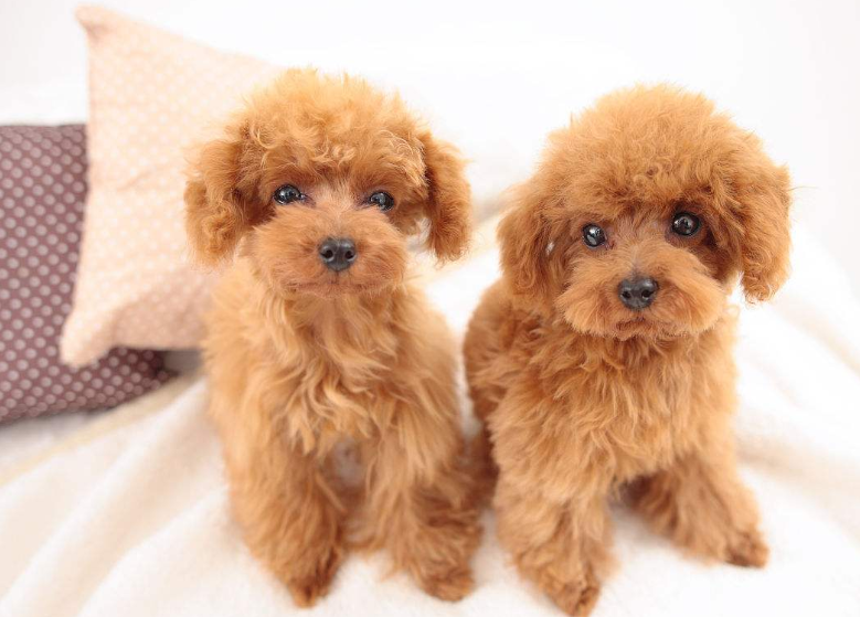 迷你贵宾犬图片_宠物贵宾狗图片