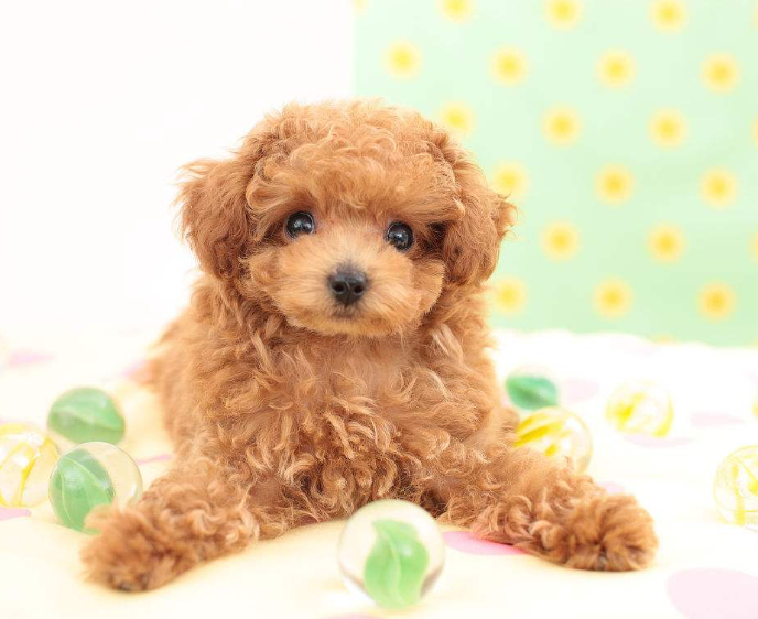 迷你贵宾犬图片_宠物贵宾狗图片