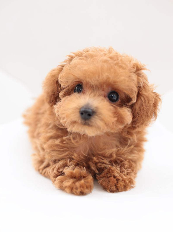 迷你贵宾犬图片_宠物贵宾狗图片