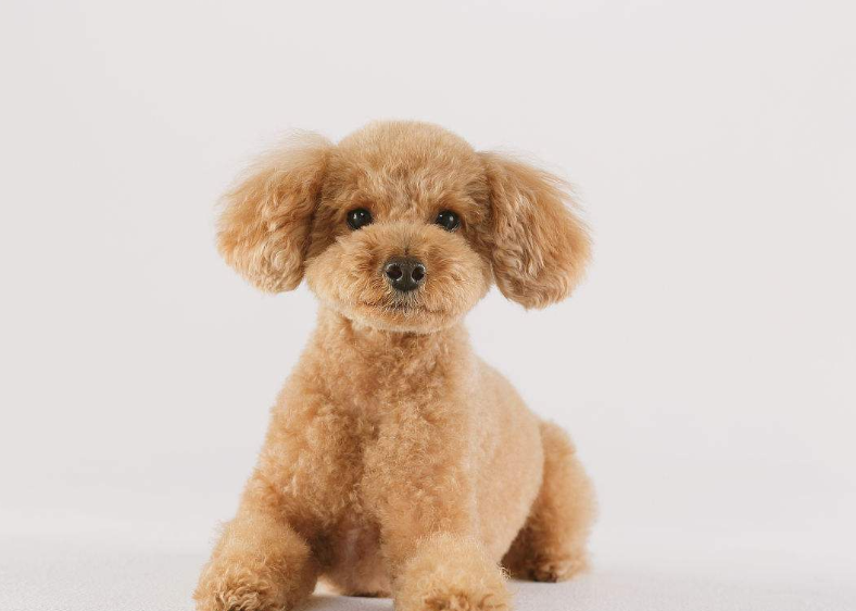 迷你贵宾犬图片_宠物贵宾狗图片