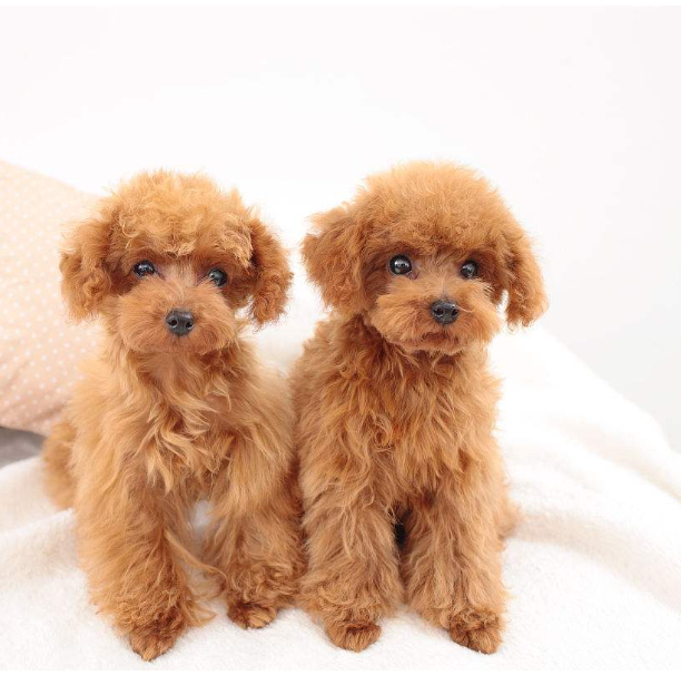 迷你贵宾犬图片_宠物贵宾狗图片