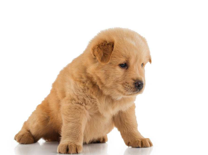 纯种松狮犬图片_宠物松狮狗图片